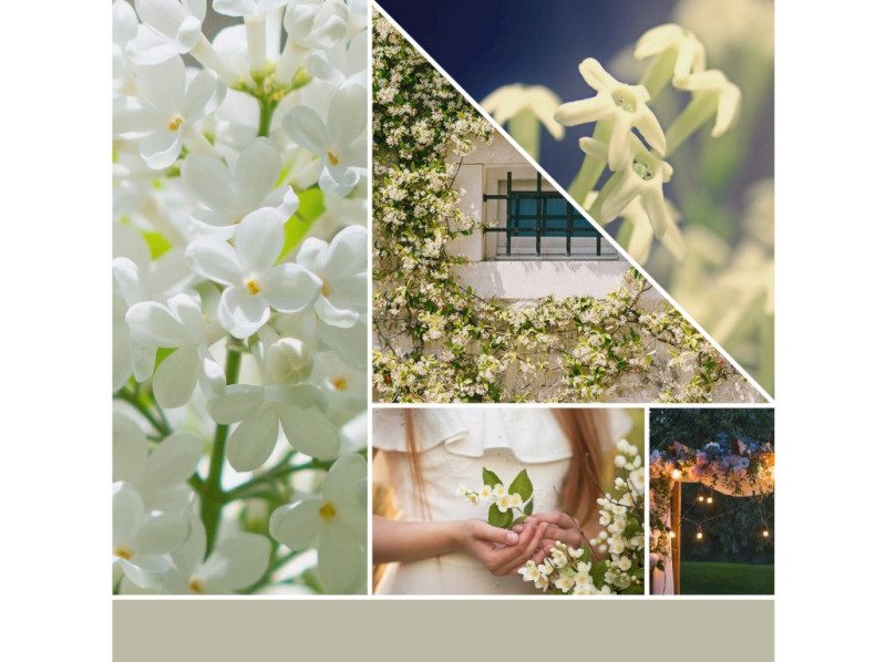 40491-midnight jasmine_6